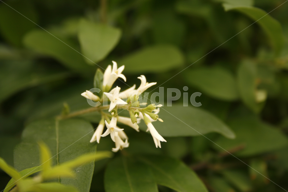 쥐똥나무꽃,식물,flower,plants,nature,꽃,꽃봉오리,식물,자연,plants,nature,꽃,flower