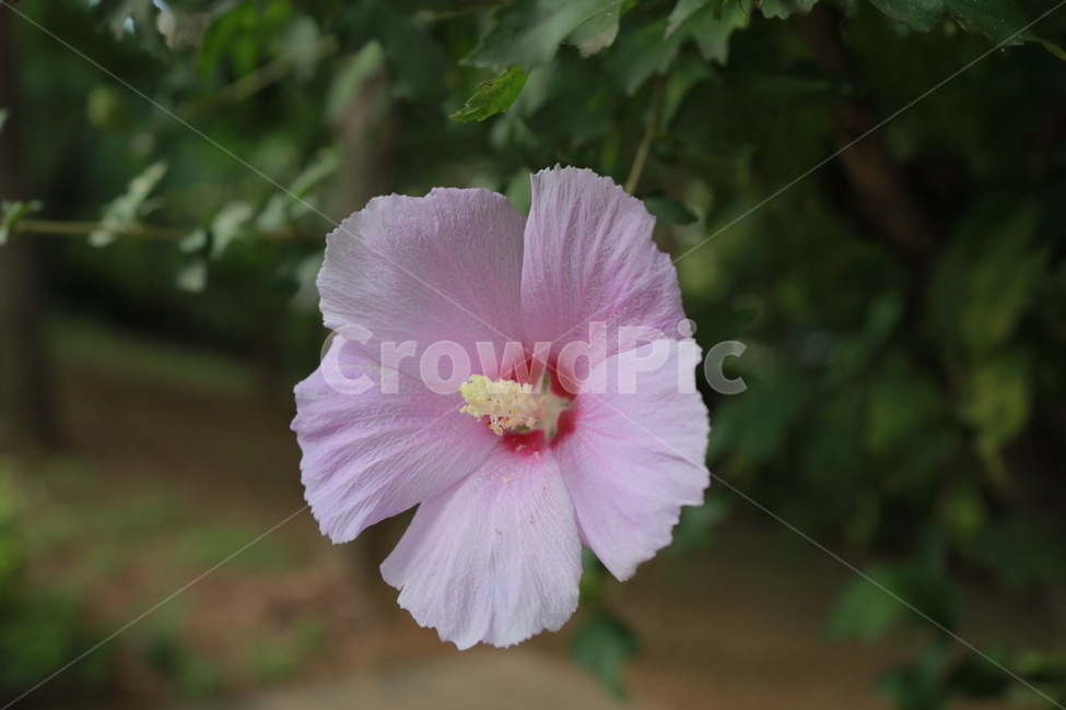 무궁화,식물,꽃,분홍꽃,flower