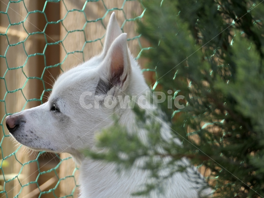 강아지,댕댕이,흰강아지,아기강아지,어린강아지,작은강아지,흰둥이,흰댕댕이,옆모습,정원,가든,garden,gardenanddog,dog,puppy,whichdog,littledog,youngdog,pet,housegarden,울타리,초록울타리,초록망,동물,animal,동물,animal,포유류,mammal,개,강아지,dog,doggy