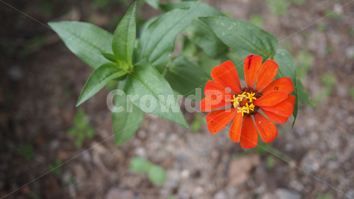 야생화,꽃,color,wildflower,flower