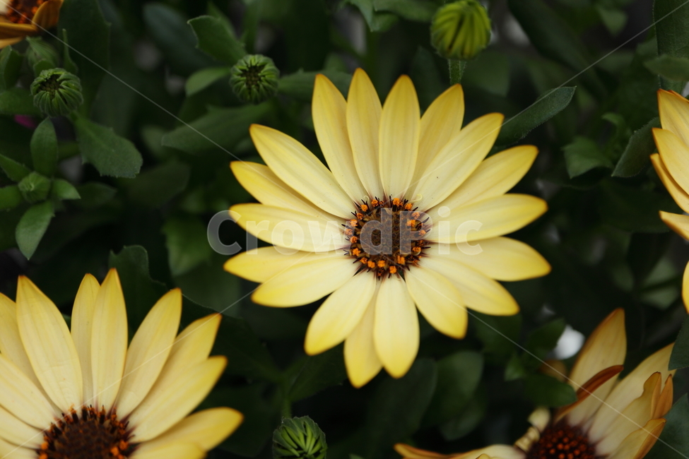 plant,식물,blossom,꽃,daisies,데이지,daisy,flower,capedaisy,쌍떡잎식물,국화과,초롱꽃목,케이브데이지