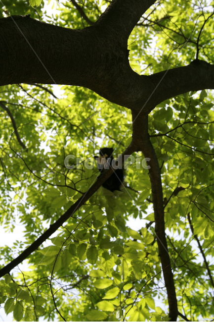 나무,다람쥐,청솔모,동물,나무위,잎,식물,자연,plants,nature,나무,trees,wood,동물,animal,포유류,mammal