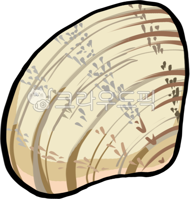 백합,백합조개,smoothclam,smoothclamillustrate,백합조개일러스트,해산물,해루질,해산물일러스트,seafood,seafoodillustrate