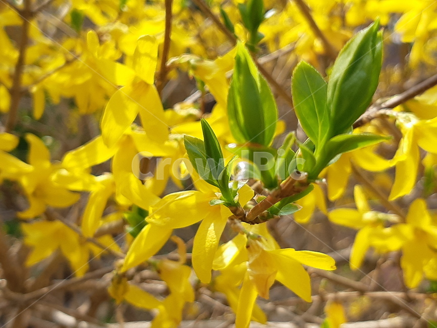 봄,개나리꽃,봄꽃,자연,spring,노랑,신선함,개나리,상큼함,힐링,봄풍경,자연풍경,노란꽃,싱그러운,자연냄새,봄,계절,spring,season,식물,자연,plants,nature,꽃,flower,leaf,잎,plant