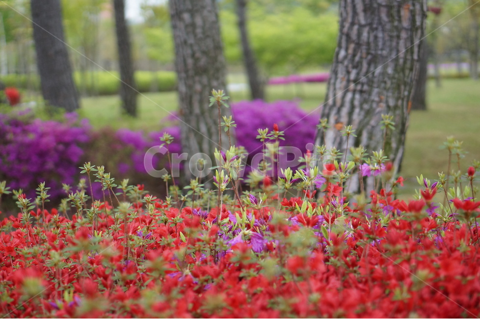 영산홍,나무,봄,풍경,꽃,핑크,봄,계절,spring,season,식물,자연,plants,nature,꽃,flower,나무,trees,wood,geranium,제라늄,blossom,plant,tree