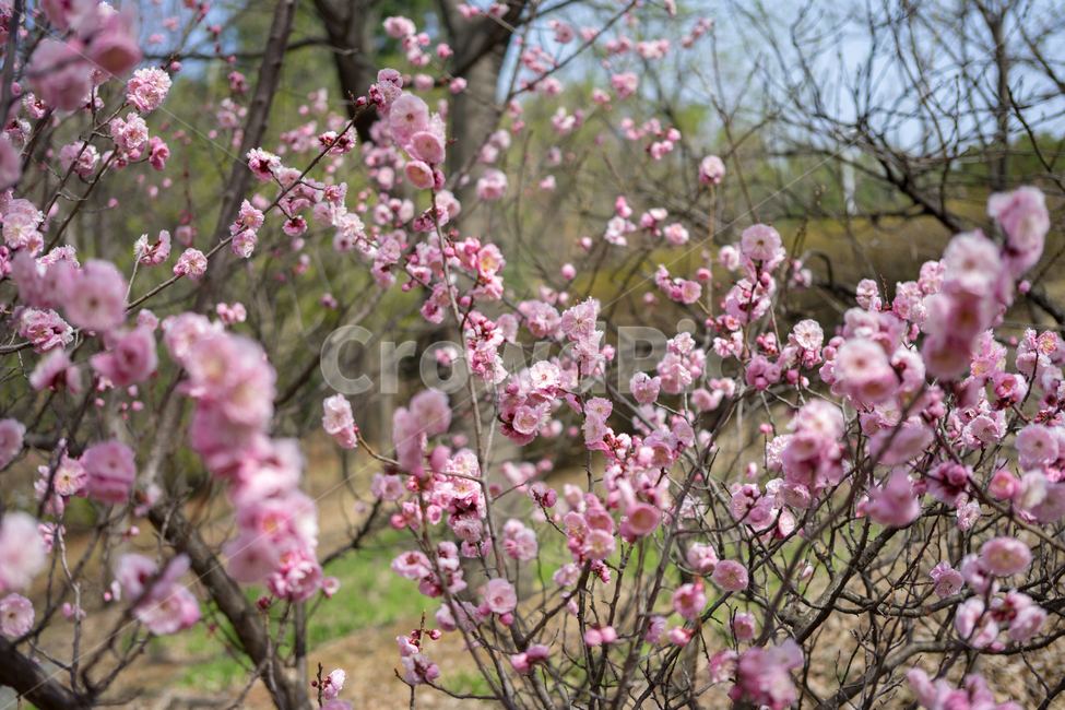 꽃,벚꽃,식물,나무,자연,풍경,봄,계절,spring,season,plant,flower,blossom