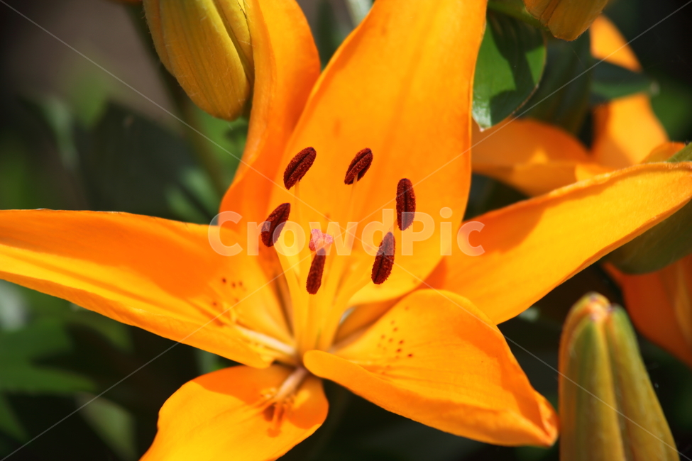 나리,노랑나리,꽃,여름,liliumspp,백합,Lily