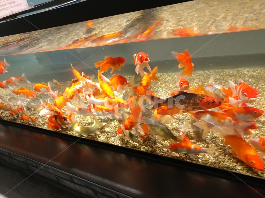 물고기,금붕어,수족관,어항,포토카드,동물,animal,어류,물고기,fish