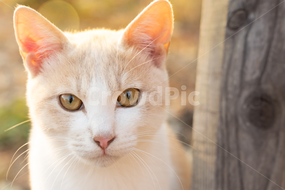 고양이,동물,길고양이,아기,노랑,동물,animal,포유류,mammal,고양이,cat,kitten,kitty