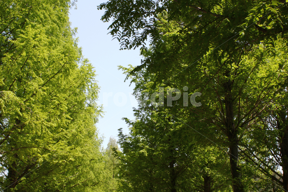 숲,나무,하늘,풍경,자연,숲속,백그라운드,tree,background