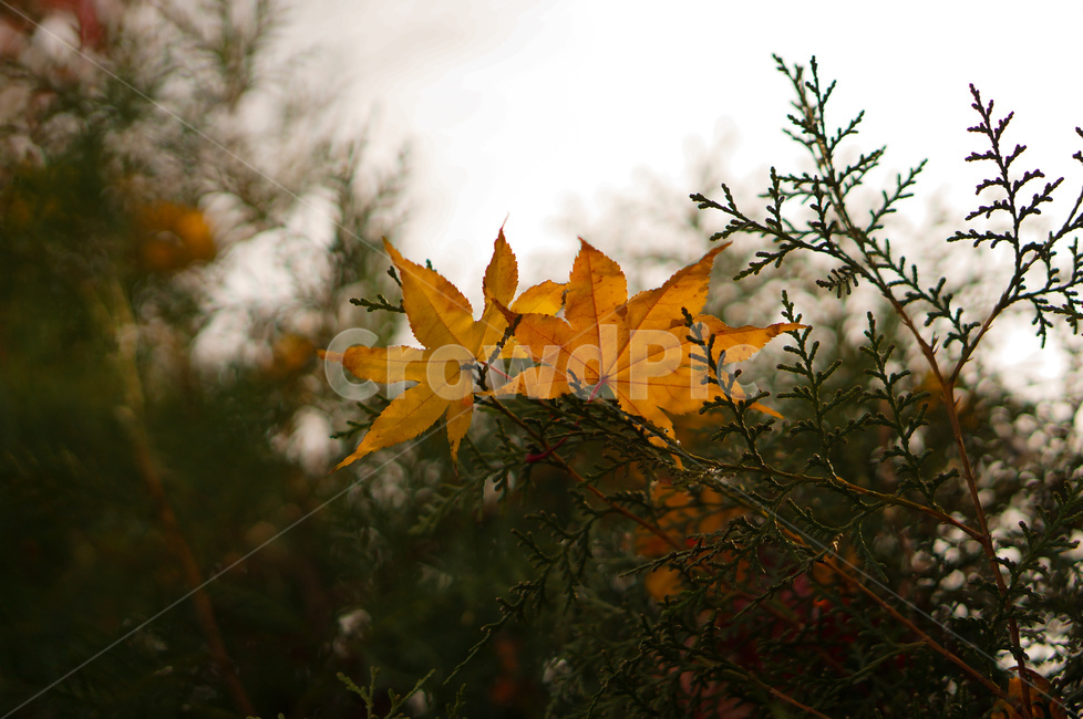 단풍잎,노랑,나무,자연,빛,leaf,잎,plant,식물,tree