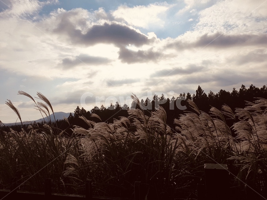 갈대,자연,하늘,구름,가을,자연,풍경,nature,landscape