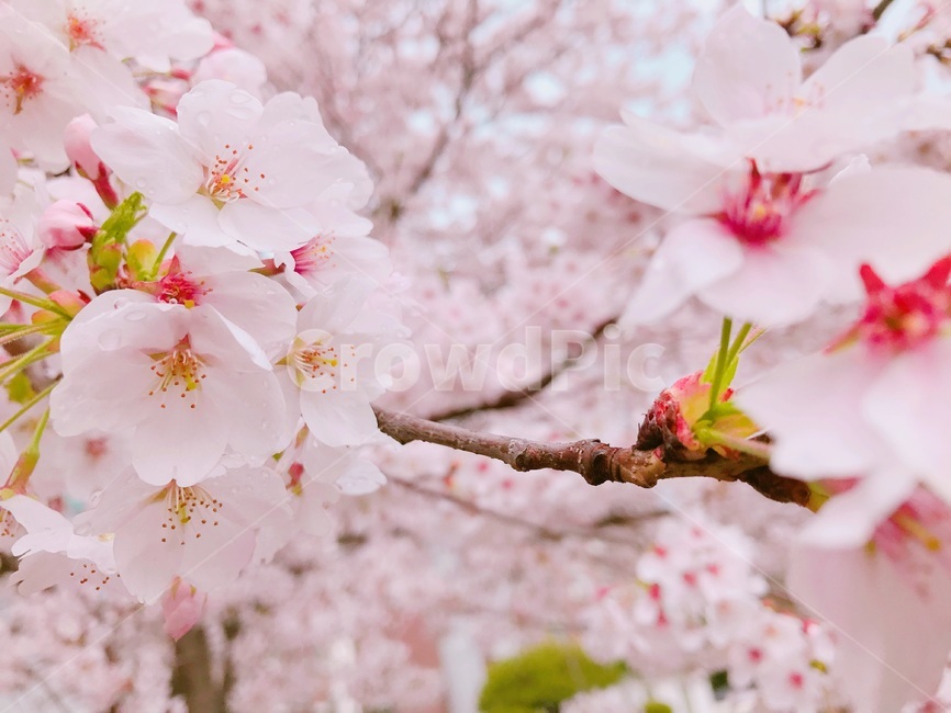 꽃,벚꽃,벚나무,자연,식물,나무,flower,nature,plants,감성,blossom