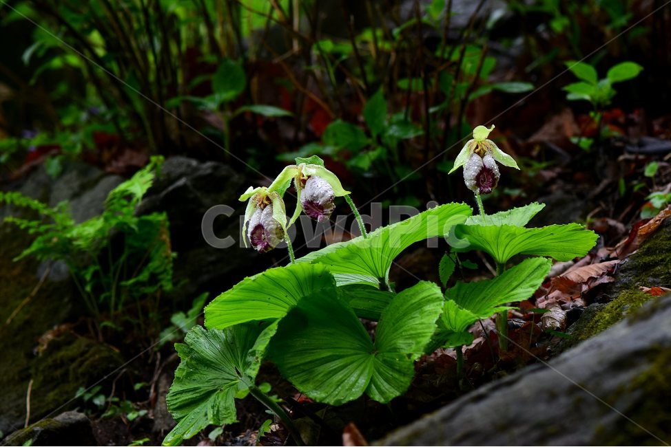 광릉요강꽃,멸종위기,난초과,복주머니란속,야생화,1급,희귀,봄,꽃,plant,wild,flower,자연,생태,식생,풀꽃,식물,식물,자연,plants,nature,꽃,flower