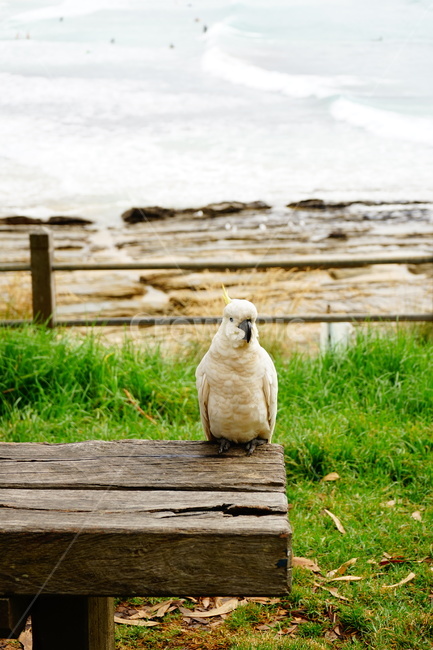 cockatoos,animal,동물,bird,새,조류,코카두,코카투