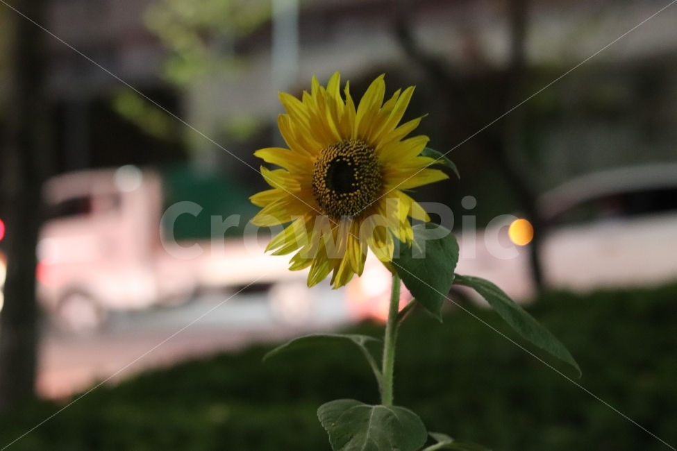 해바라기,꽃,길가,노란색,노랑,식물,자연,plants,nature,꽃,flower