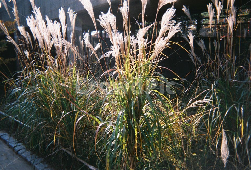 갈대,식물,grass,필름,풀,가을,공원,식물,자연,plants,nature