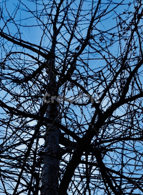 나무,하늘,균열,파란,가지,겨울,계절,winter,season,식물,자연,plants,nature,나무,trees,wood
