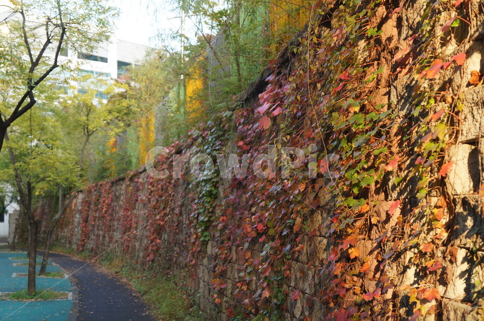 담쟁이넝쿨,담쟁이덩굴,덩굴식물,가을,단풍,담벼락,식물,만추,autumn,fall,넌출성식물,기어오르다,아이비,ivy,가을,계절,fall,autumn,season,plant