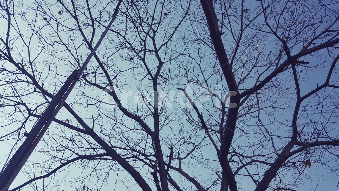 나무,풍경,하늘,자유,나뭇가지,감성,식물,자연,plants,nature,나무,trees,wood