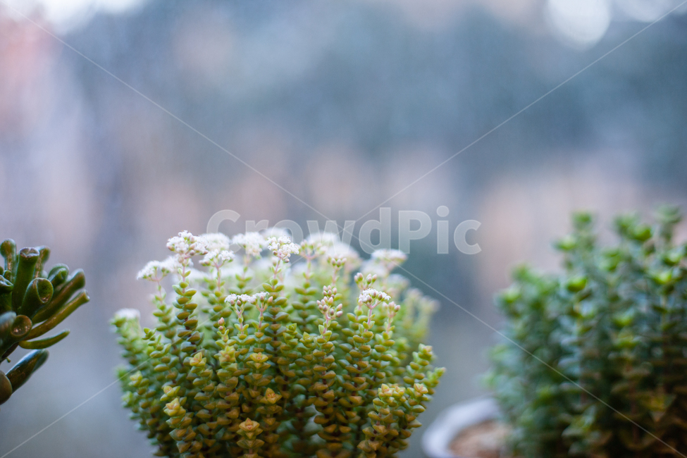 식물,화분,botanical,plant,자연