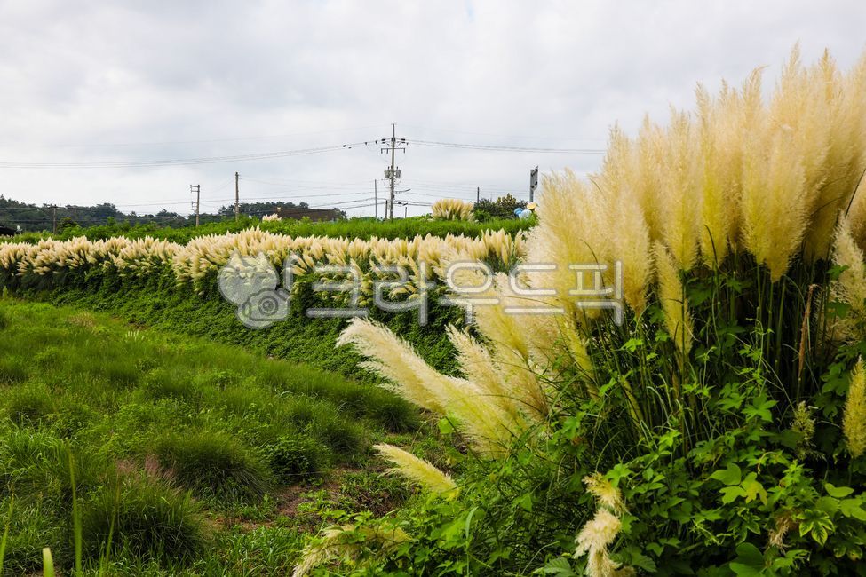 팜파스,팜파스그라스,대형억새,억새,팜파스식재,pampas,pampasgrass,bigbillionyearold,pampasvegetable