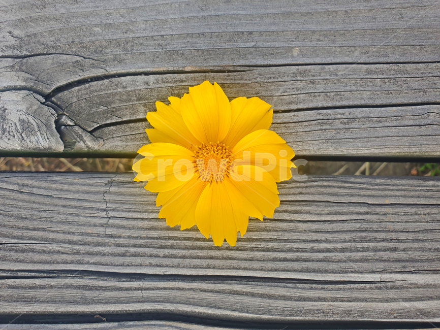 꽃,꽃잎,노랑색,나무의자,벤치,근접,closeup,plant,식물,나뭇결,코스모스,의자,공원,노란색,yellow,접사,가을,포커스,가운데,flower,꽃,flower