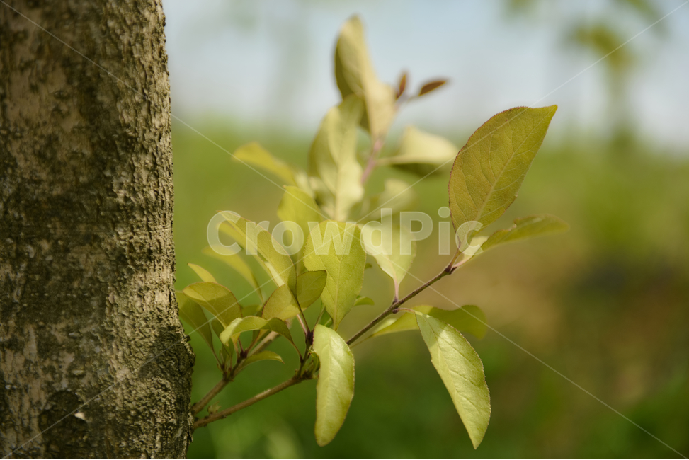 꽃,자연,접사,힐링,신선함,season,plants,nature,flower,sensible,feeling,색깔,색상,색채,색감,colorsense,colorsensitivity,feelingofcolor,감성,평온함,느낌,휴식,녹색,하늘