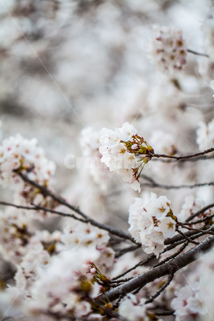 벚꽃,식물,봄,tree,flower,blossom