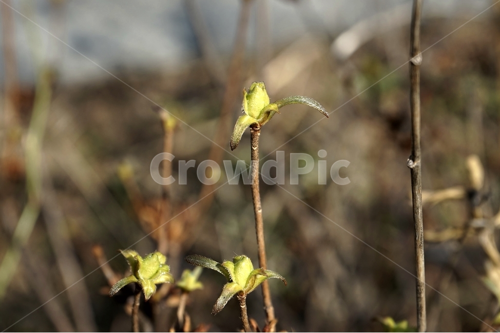 식물,봄,꽃눈,개화,자연,가지,bloom,season,plant,flower,branch,식물,자연,plants,nature,꽃,flower