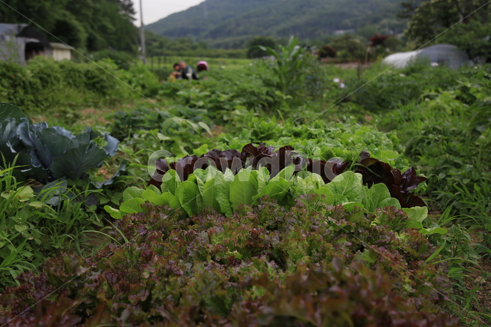 텃밭,상추,야채,유기농,채소,건강,건강식,잡초,lettuce,vegetable,health,healthyfood,산업,industry,industrial,농업,농사,agriculture,farming,farming industry