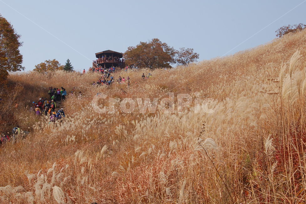 명성산억새풀,억새,가을억새풀,가을향기,가을바람