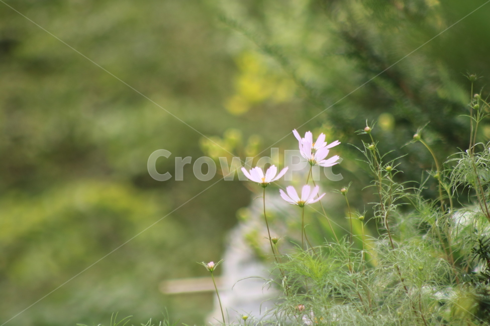 소경,코스모스,flower,꽃,plant,식물,돌,식물,자연,plants,nature,꽃,flower