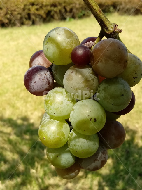 포도,과일,열매,식물,fruit,grapes,plant,과일,열매,fruit
