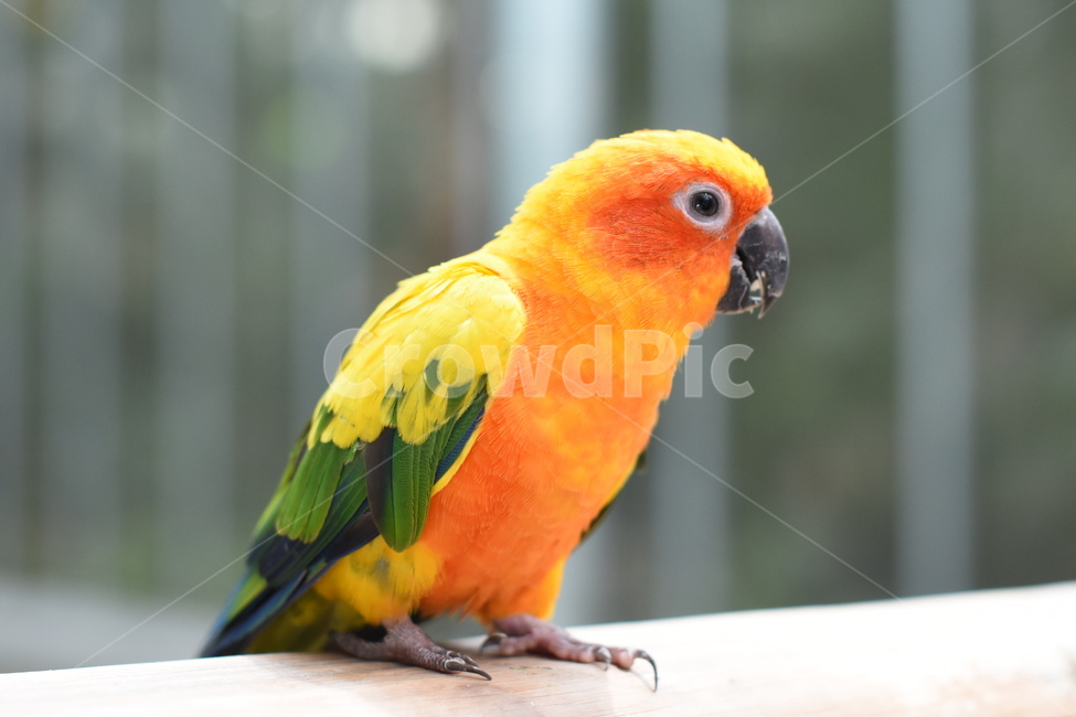 앵무새,조류,동물원,새,동물,예쁜새,동물,animal,조류,새,birds
