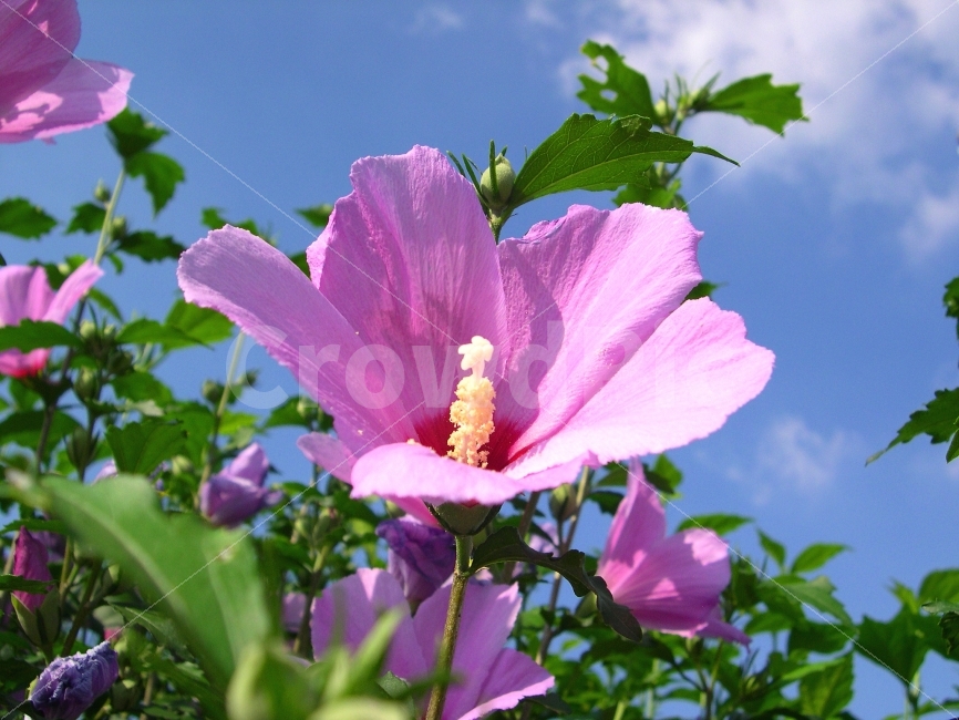 무궁화,무궁화꽃,국화,꽃,식물,flower,Mugunghwa,식물,자연,plants,nature,꽃,flower