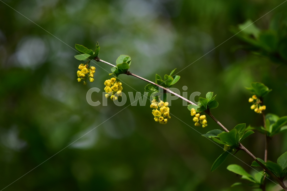 매발톱나무,야생화,꽃,식물,자연,생태,플라워,wildflower,flower,plants,nature,season,감성,느낌,emotion,feeling,나무,tree