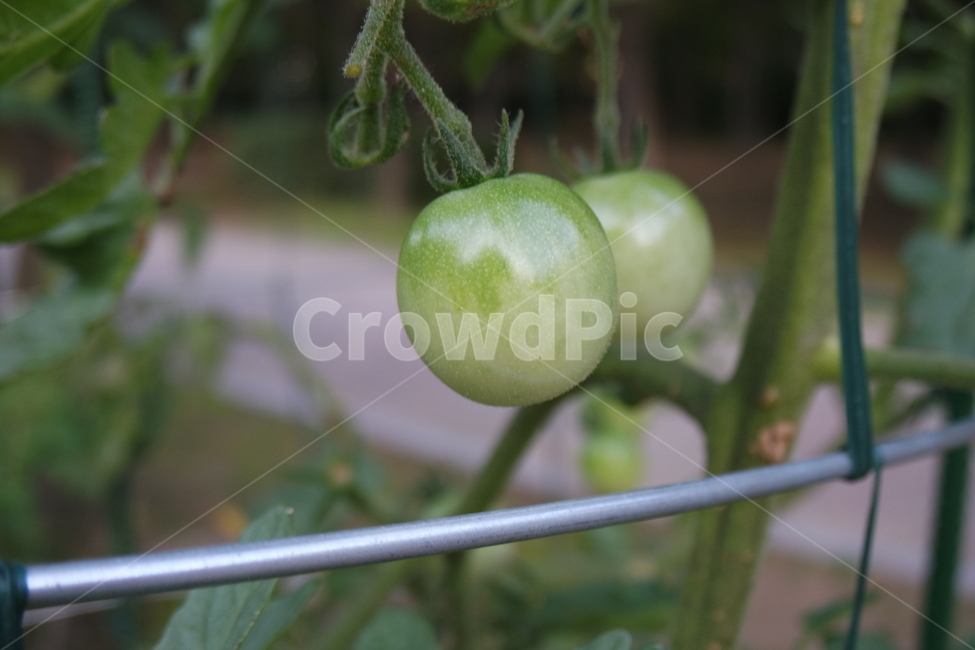 토마토,자연,열매,식물,생명,시골,nature,과일,열매,fruit,채소,야채,vegetables
