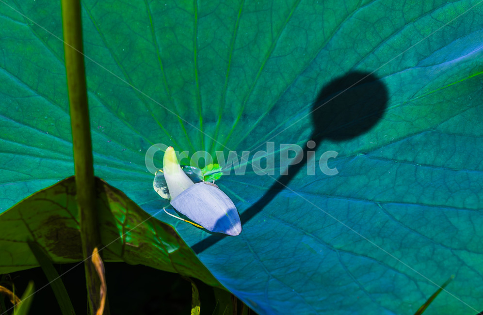 연잎,연,낙화,식물,감성,자연,관곡지,습지,식물,자연,plants,nature