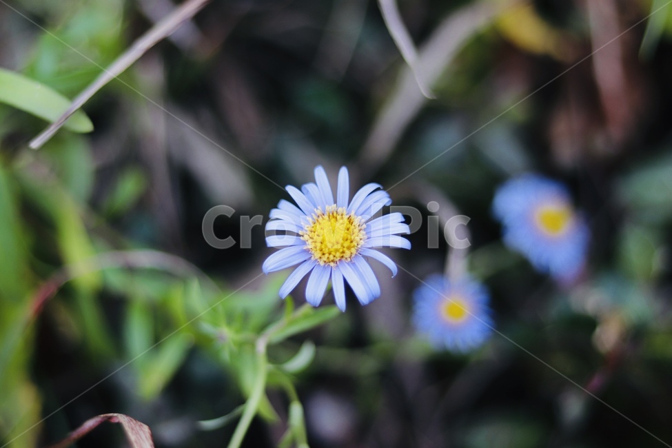 꽃,들꽃,블루데이지,가을,겨울,식물,자연,plants,nature,꽃,flower