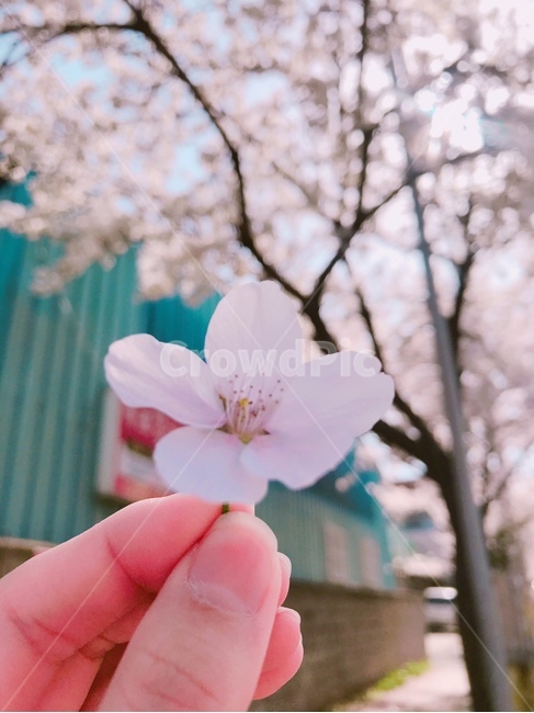 plant,식물,blossom,cherryblossom,벚꽃,flower,꽃