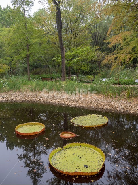 수목원,botanicalgarden,대구수목원,대곡수목원,자연,nature,나무,초록,연꽃,연못,자연,풍경,nature,landscape,outdoors,옥외,land,땅,water,물