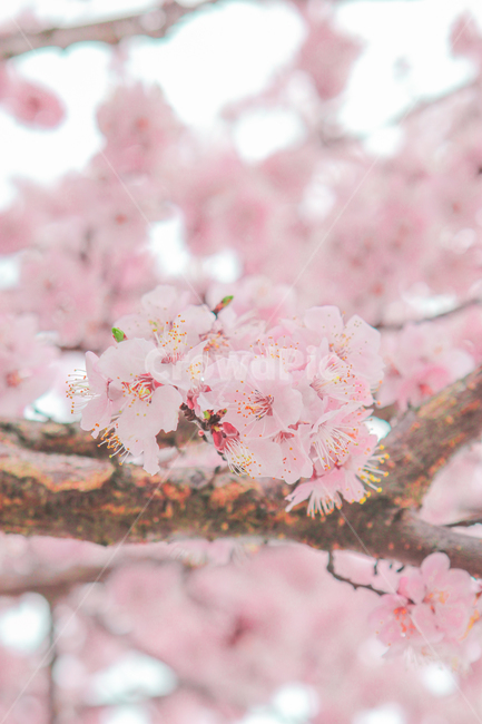 봄,벚꽃,매화,꽃,분홍,핑크,색깔,색감,색상,spring,cherryblossom,blossom,flower,pink,color,봄,계절,spring,season