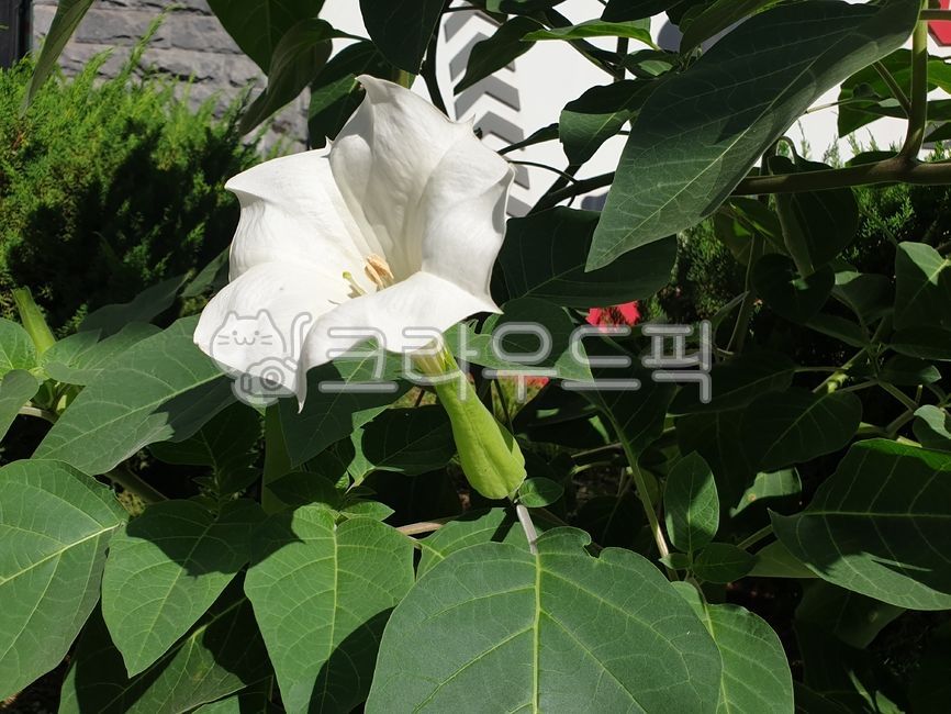 독말풀,datura,대형꽃,천사의나팔꽃,angeltrumpet,흰독말풀,엔젤스트럼펫,흰독말풀꽃,가지과,귀화식물,여름,흰색,화이트,하얀색,꽃,flower,blossom