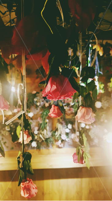 꽃,장미,드라이플라워,식물,장식,인테리어,plant,조명