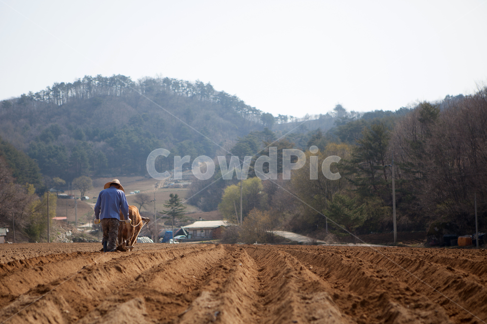 human,인간,person,사람,흙,농부,농사,대관령,산,쟁기질,농업,농사,agriculture,farming,farming industry