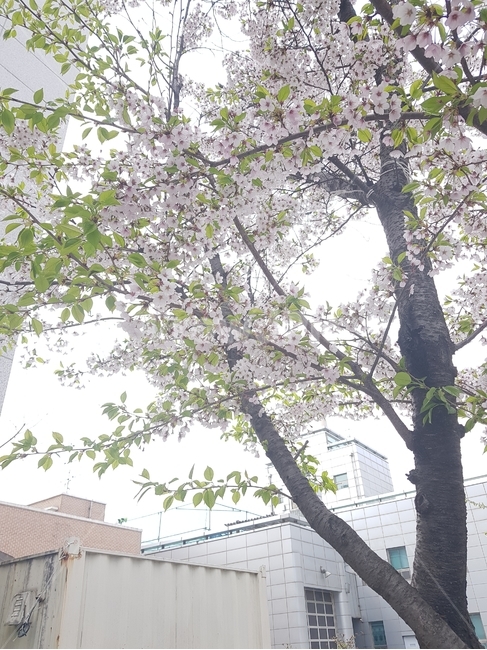 나무,식물,꽃,벚꽃,도심속자연