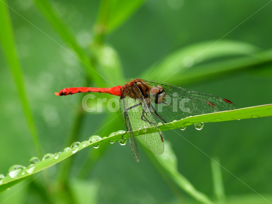 동물,잠자리,고추잠자리,물방울,잎,휴식,dragonfly,곤충,벌레,insect,bug