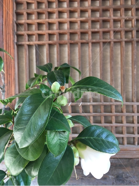 동백나무,동백꽃,흰동백,꽃,문,camelliatree,camelliaflower,whitecamellia,flower,door