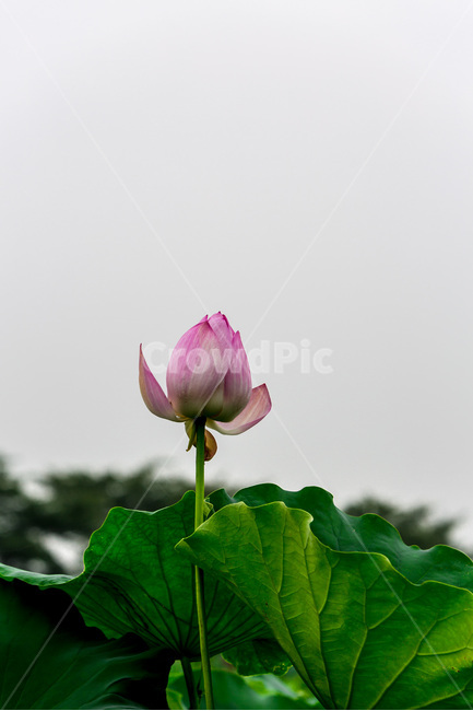 연꽃,청초,꽃봉오리,연잎,습지,자연,식물,자연,plants,nature,꽃,flower